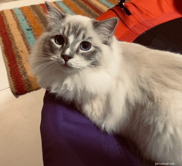 Luka & Willow: The Ragdoll Kittens Featured This Month