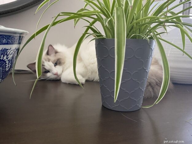 Luka & Willow: The Ragdoll Kittens Featured This Month