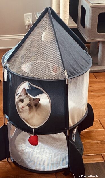 Luka & Willow: The Ragdoll Kittens Featured This Month