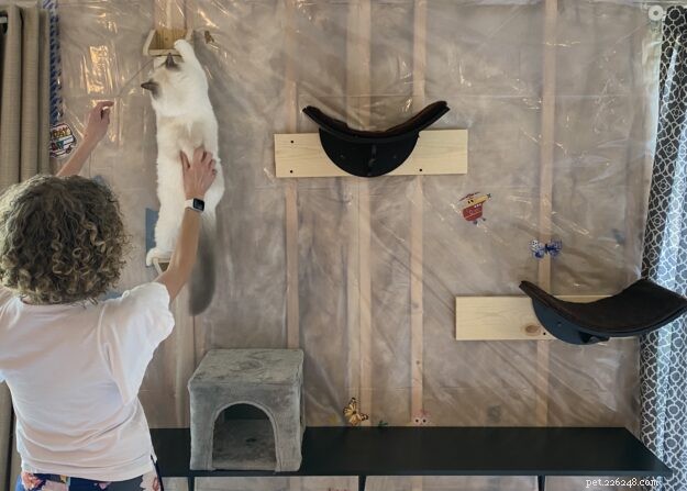 Luka & Willow: The Ragdoll Kittens Featured This Month