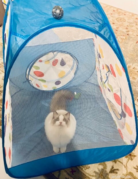 Luka & Willow: The Ragdoll Kittens Featured This Month