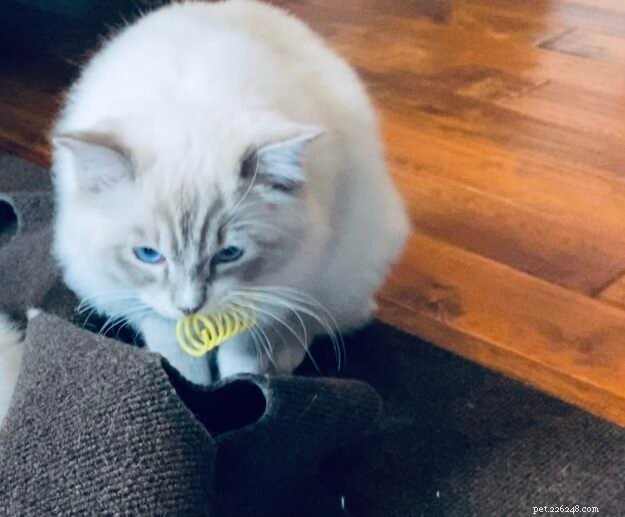 Luka & Willow: The Ragdoll Kittens Featured This Month