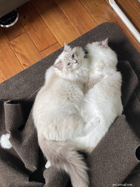 Luka & Willow: The Ragdoll Kittens Featured This Month
