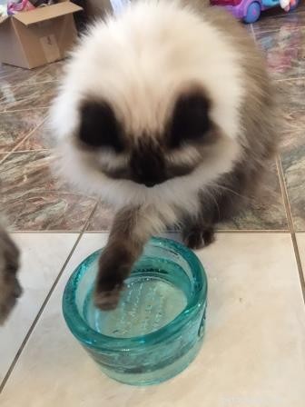 Top Cat Toys & Products 2022: Trusted Picks for Every Feline