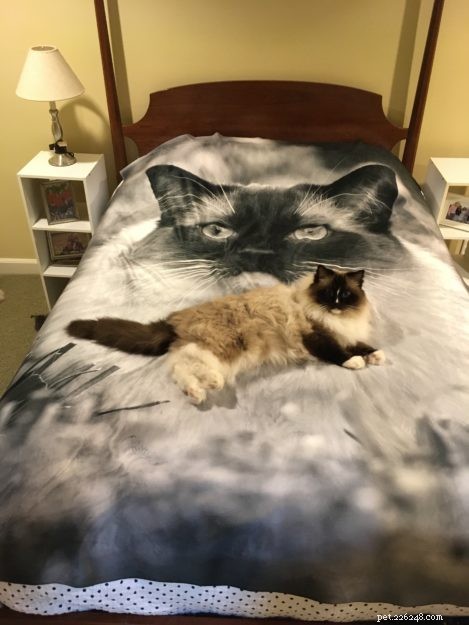 Top Cat Toys & Products 2022: Trusted Picks for Every Feline
