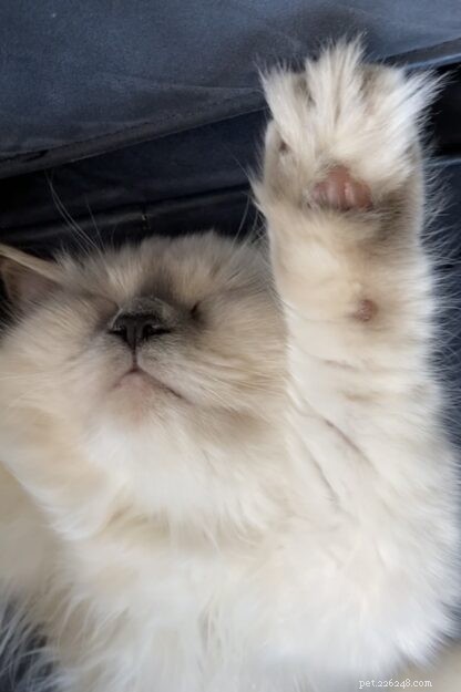 Meet Mari Clementine: The Ragdoll Kitten of the Month