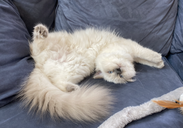Meet Mari Clementine: The Ragdoll Kitten of the Month