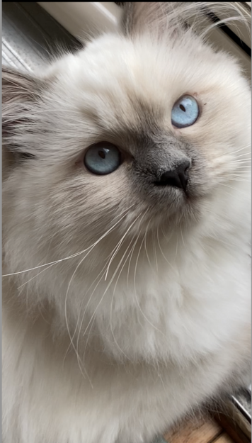 Meet Mari Clementine: The Ragdoll Kitten of the Month