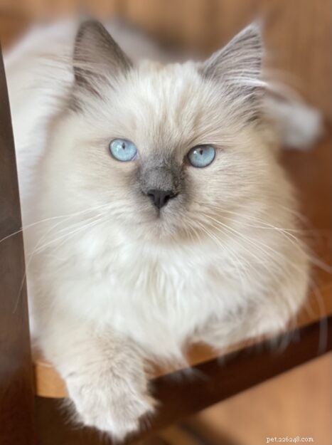 Meet Mari Clementine: The Ragdoll Kitten of the Month