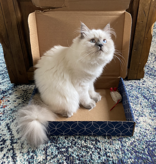 Meet Mari Clementine: The Ragdoll Kitten of the Month