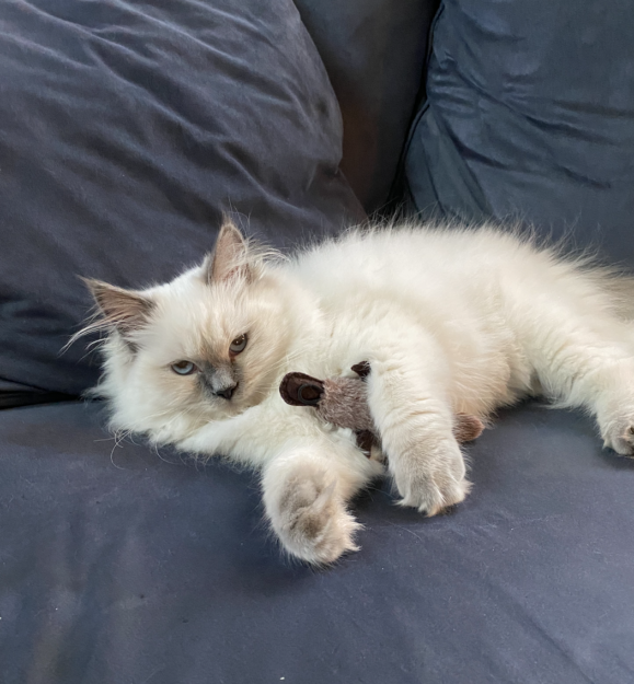 Meet Mari Clementine: The Ragdoll Kitten of the Month
