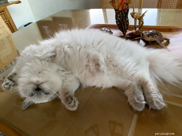 Meet Mari Clementine: The Ragdoll Kitten of the Month