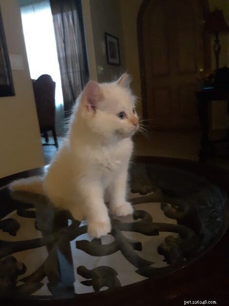 Rusty, Our New Ragdoll Sibling: A Heartwarming Tale