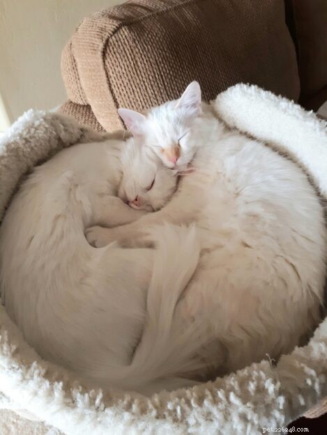 Rusty, Our New Ragdoll Sibling: A Heartwarming Tale