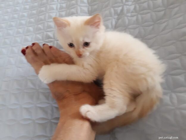Rusty, Our New Ragdoll Sibling: A Heartwarming Tale