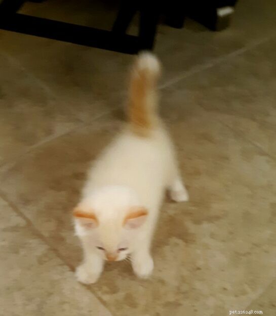 Rusty, Our New Ragdoll Sibling: A Heartwarming Tale
