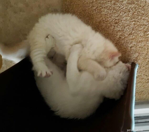 Rusty, Our New Ragdoll Sibling: A Heartwarming Tale