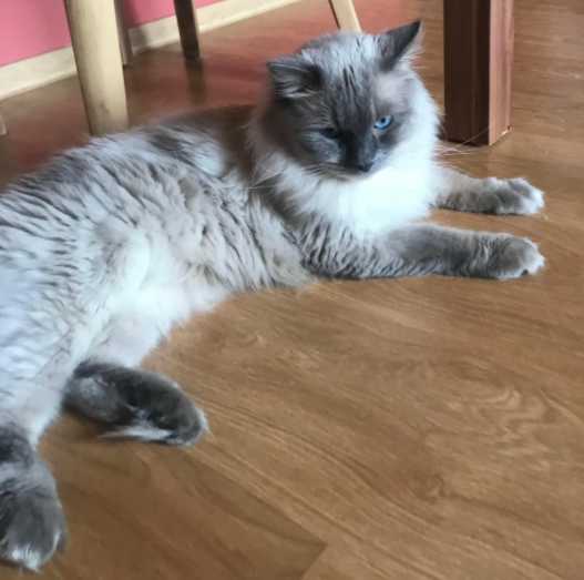 Koda the Ragdoll: A Heartwarming Adoption Story