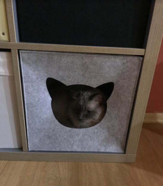 Koda the Ragdoll: A Heartwarming Adoption Story