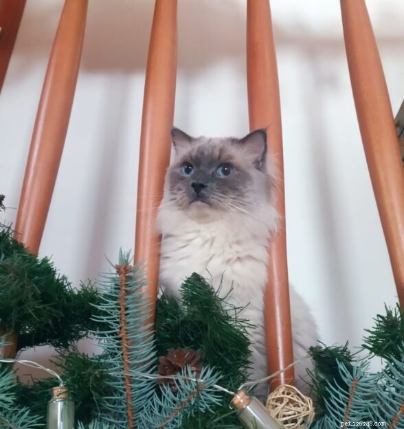 Koda the Ragdoll: A Heartwarming Adoption Story