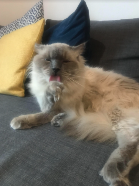 Koda the Ragdoll: A Heartwarming Adoption Story