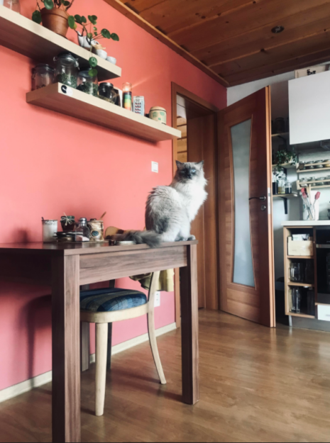 Koda the Ragdoll: A Heartwarming Adoption Story