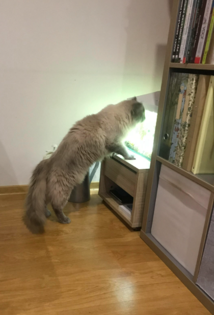 Koda the Ragdoll: A Heartwarming Adoption Story