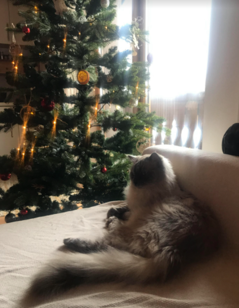 Koda the Ragdoll: A Heartwarming Adoption Story
