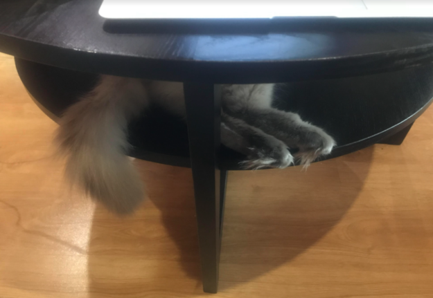 Koda the Ragdoll: A Heartwarming Adoption Story