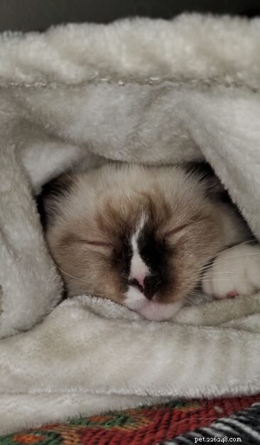 Meet Lumos: The Ragdoll Kitten of the Month