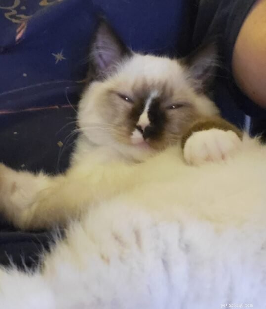 Meet Lumos: The Ragdoll Kitten of the Month