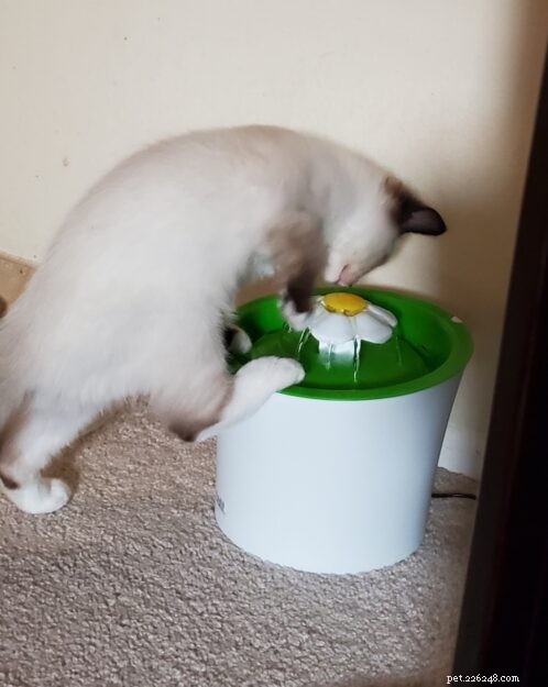 Meet Lumos: The Ragdoll Kitten of the Month