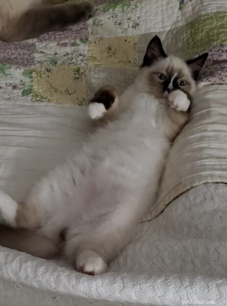 Meet Lumos: The Ragdoll Kitten of the Month