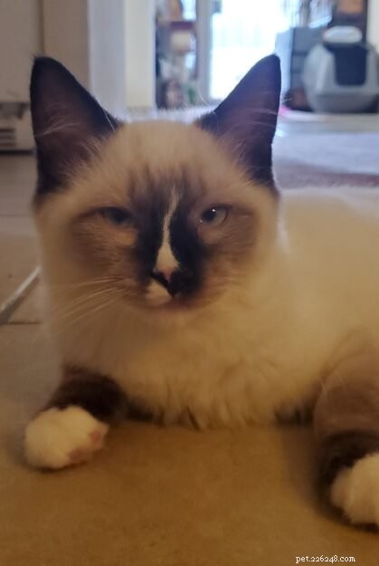 Meet Lumos: The Ragdoll Kitten of the Month