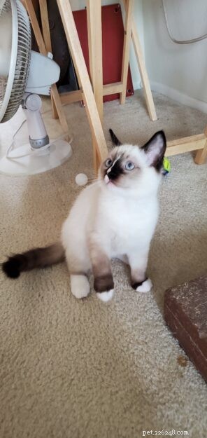 Meet Lumos: The Ragdoll Kitten of the Month