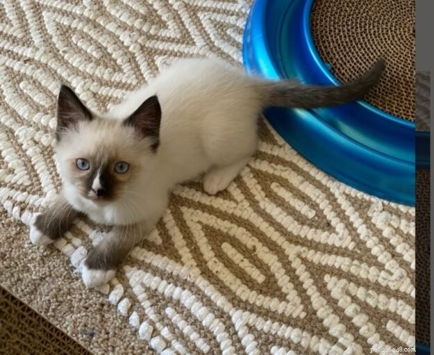 Meet Lumos: The Ragdoll Kitten of the Month