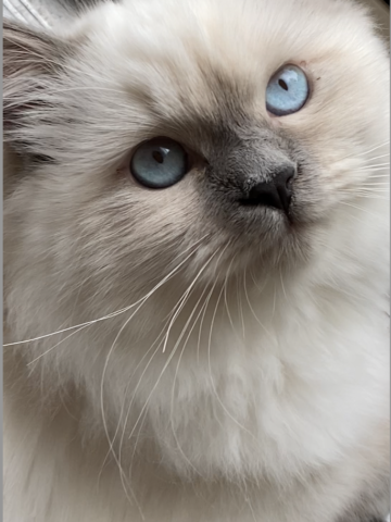 Meet Lumos: The Ragdoll Kitten of the Month