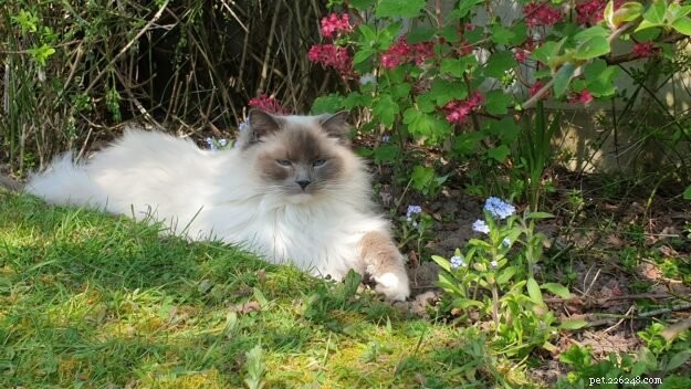 Meet Lilley: The Charming Ragdoll of the Week
