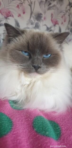 Meet Lilley: The Charming Ragdoll of the Week