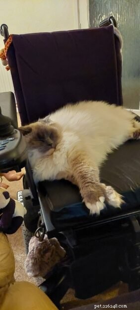 Meet Lilley: The Charming Ragdoll of the Week