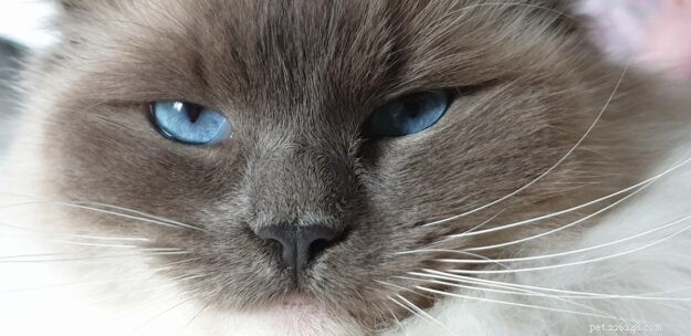 Meet Lilley: The Charming Ragdoll of the Week