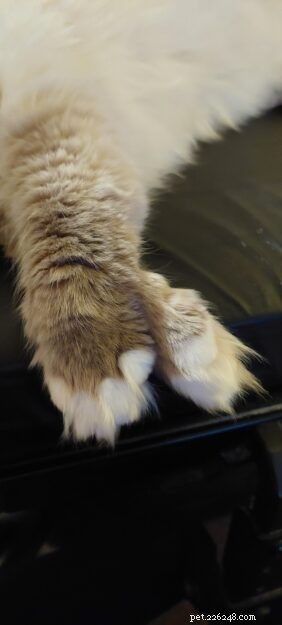 Meet Lilley: The Charming Ragdoll of the Week