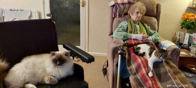 Meet Lilley: The Charming Ragdoll of the Week