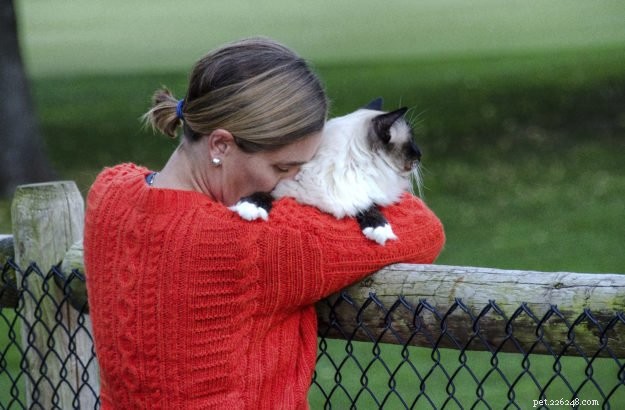 Celebrating Thanksgiving: Gratitude, Family, and the Love of Cats
