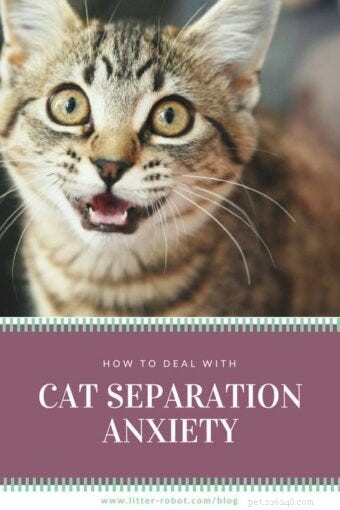 Recognizing & Managing Cat Separation Anxiety: Signs, Causes, and Proven Solutions