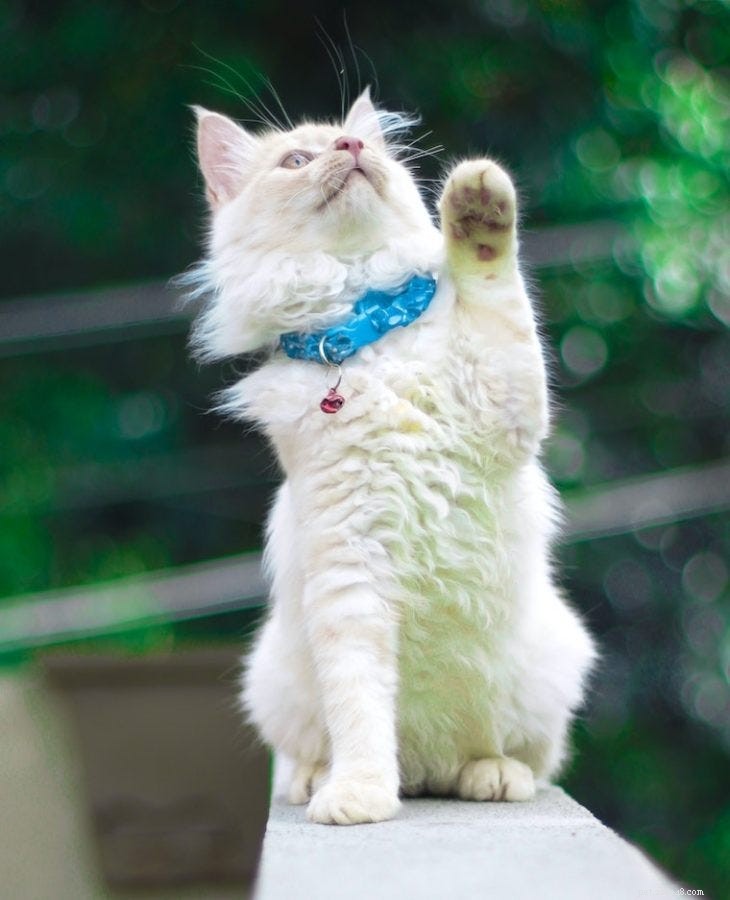 Training Your Cat: Proven Techniques to Teach Felines Smart Tricks