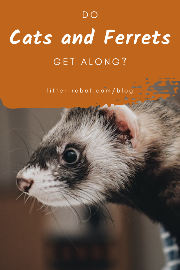 Cats and Ferrets: Can They Coexist Harmoniously?