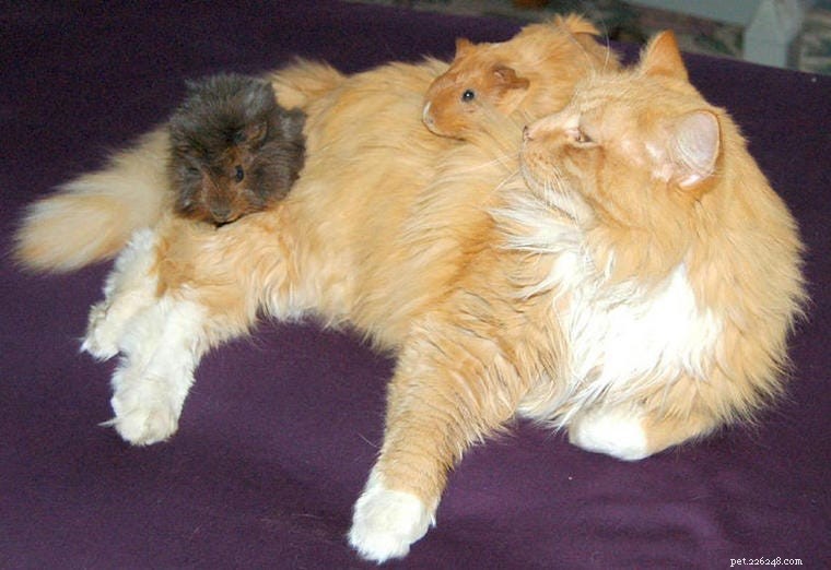Can Cats and Guinea Pigs Coexist? Expert Tips for Safe Introductions