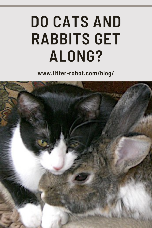Cats vs. Rabbits: Can They Coexist Safely?