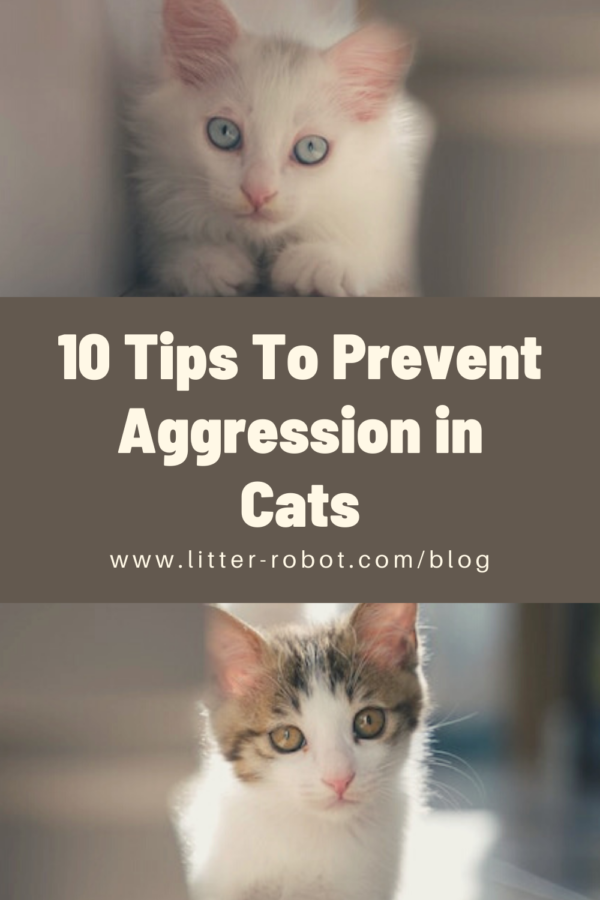 10 Expert Tips to Stop Cat Aggression Before It Begins